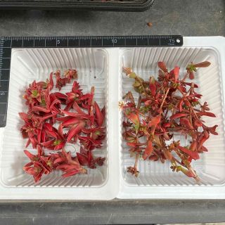 紅葉祭り ＆ 紅稚児 カット苗セット(その他)