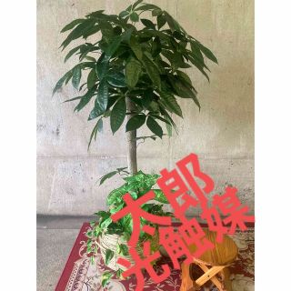 光触媒　人工観葉植物　ウォールグリーン　フェイクグリーン　パキラ丸刈116