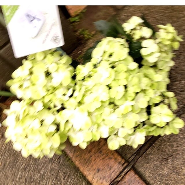 ディスカウント ラグランジア 苗 紫陽花 アジサイ らくらくメルカリ便