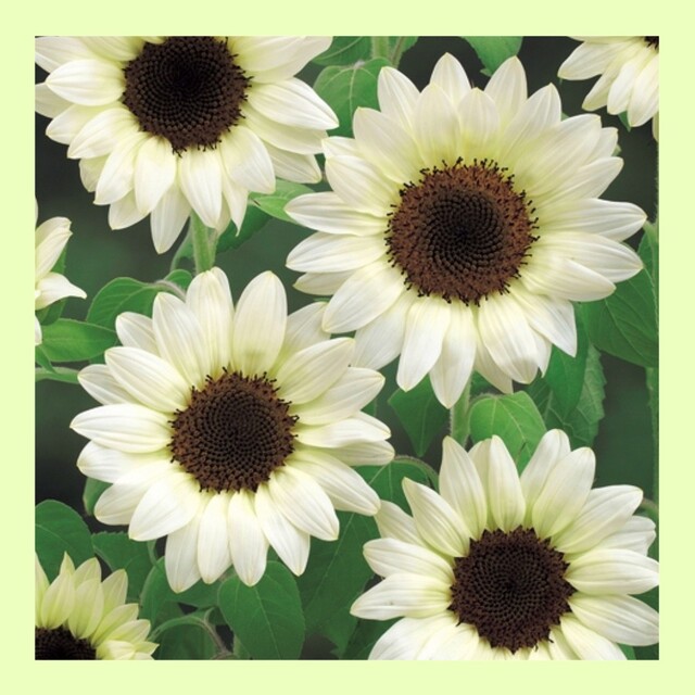 育て方付き❀憧れの優しいホワイト系のひまわり*ホワイトナイト*花の種 ハンドメイドのフラワー/ガーデン(その他)の商品写真