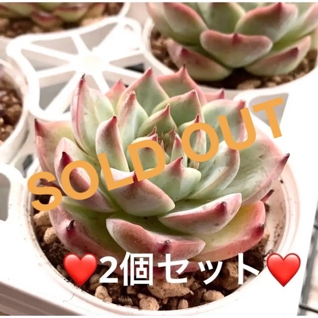 春セール特価❣️チワワエンシス ★ 2個セット　多肉植物　寄植え　カット苗　韓国フラワー/ガーデン