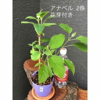 ＊＊＊アナベル  挿木苗　花芽付き含む2苗セット＊＊＊　L(プランター)