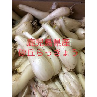 鹿児島県産砂丘らっきょうSサイズ5キロ(野菜)