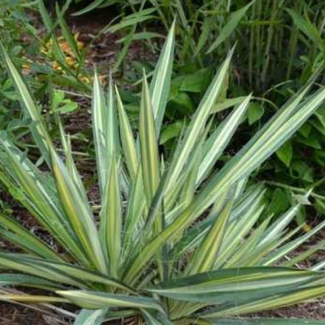 国内未流通◇Yucca Wilders Wondarful 総縞斑 ユッカ-