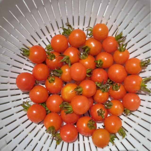 自然農法　木子トマトの固定種 食品/飲料/酒の食品(野菜)の商品写真