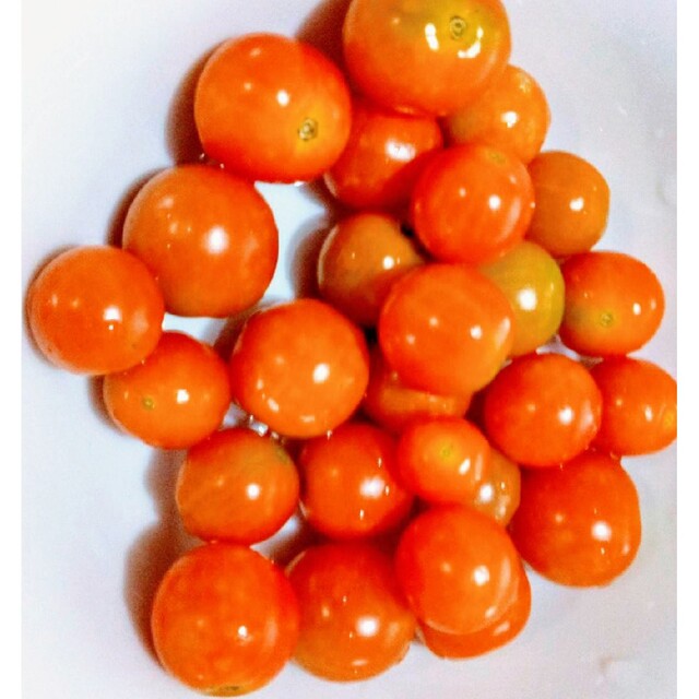自然農法　木子トマトの固定種 食品/飲料/酒の食品(野菜)の商品写真