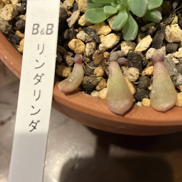 多肉植物 ぼのぼのさん苗 リンダリンダ 葉挿しの通販 by ジジ's shop ...