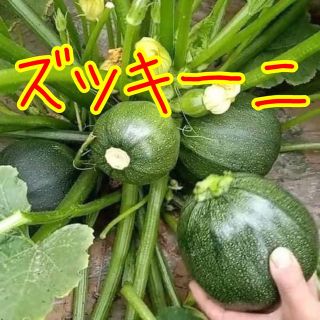 丸ズッキーニ(その他)