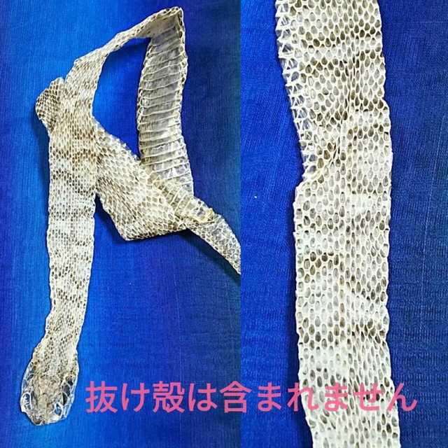 I様専用 スペシャル御守☆ 白蛇 マムシ 切らず一匹 頭部としっぽ
