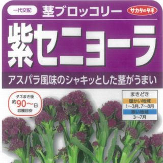 野菜種 紫セニョーラ 茎ブロックリー 種7粒(野菜)