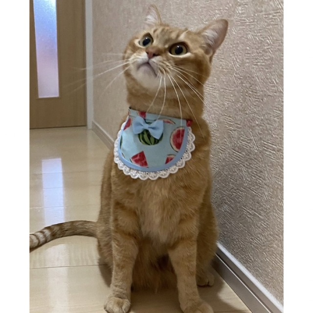 丸スタイ(猫 ブルー) 首輪 可愛い セーフティバックル