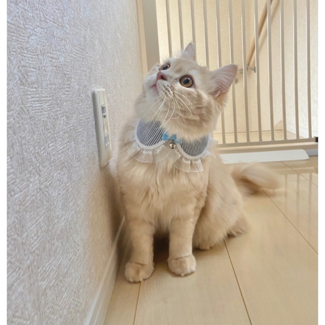 ぽぽねこ ウルトラストレッチ猫首輪 無地 セイフティバックル ぽぽねこ ウルトラストレッチ猫首輪 無地 セイフティバックル