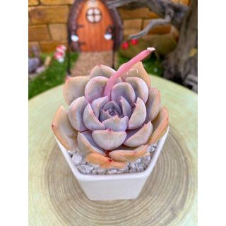 【10%OFFセール中】美苗　モーニンググローリー　発根済み　　多肉植物　(その他)