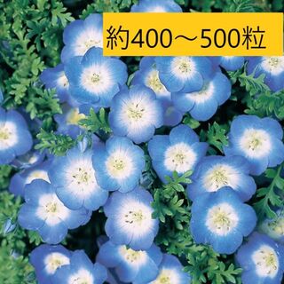 ゆきとん様向け【花の種】ネモフィラ　インシグニスブルー　１ｍｌ+2品(プランター)