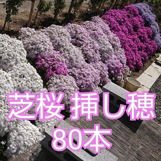 芝桜 挿し穂 120本（青、青(濃) 各60本）(その他)