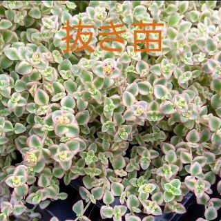 多肉植物　セダム　★ リトルミッシー★ 抜き苗(その他)