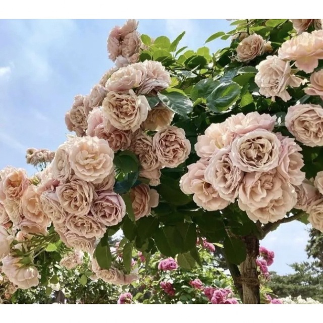 和バラ　薔薇苗　いお○ 切花品種　薔薇苗　薔薇　挿木苗　バラ　バラ苗 ハンドメイドのフラワー/ガーデン(その他)の商品写真