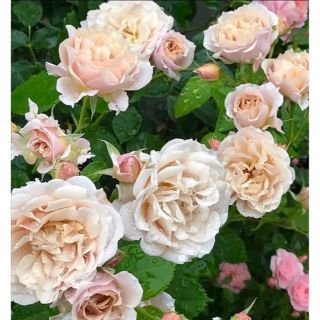 和バラ　薔薇苗　いお○ 切花品種　薔薇苗　薔薇　挿木苗　バラ　バラ苗(その他)