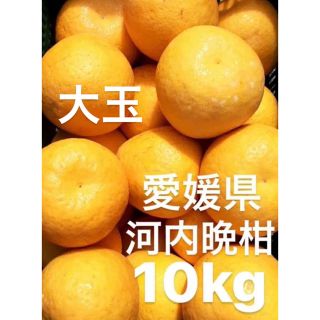 愛媛県産　大玉　宇和ゴールド　河内晩柑　10kg(フルーツ)