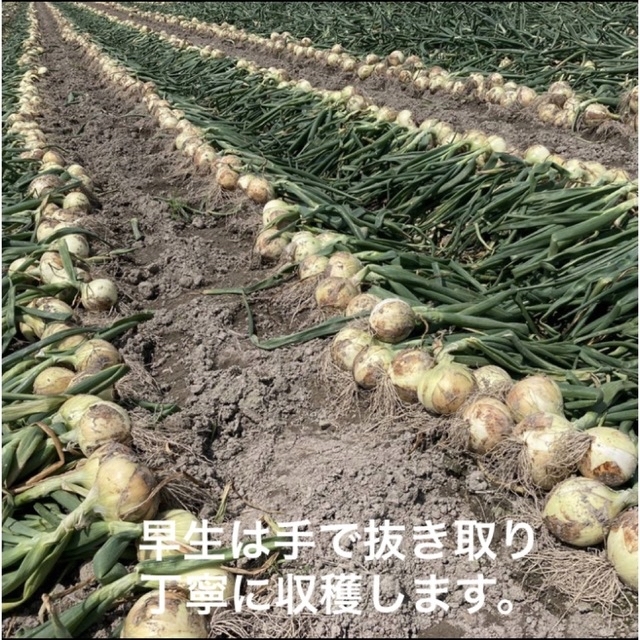 新玉葱　新たまねぎ　淡路島ONION　すもも様用　「恵玉」の通販　淡路島産　shop｜ラクマ　新玉ねぎ3kg×2箱　高糖度　by　FARMER's