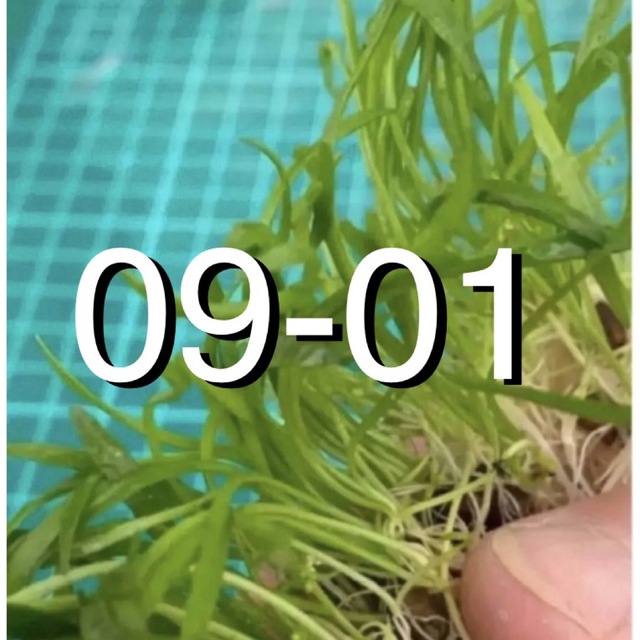 日本代理店正規品 aquatic plants お問合せ・発送確認写真・その他など