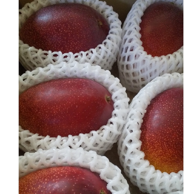 食品宮崎県産完熟マンゴー - フルーツ