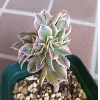 多肉植物　サンバースト綴化　 レーマニー錦　抜き苗(その他)