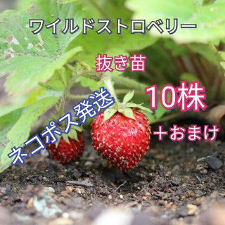 【ワイルドストロベリー】抜き苗10株＋おまけ(その他)
