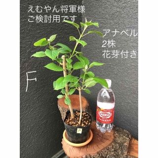 ＊＊＊アナベル  挿木苗　花芽付き含む2苗　3セット＊＊＊F I J(プランター)