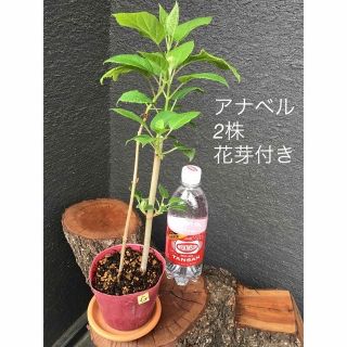 ＊＊＊アナベル  挿木苗　花芽付き含む2苗セット＊＊＊　G(プランター)