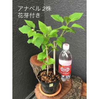 ＊＊＊アナベル  挿木苗　花芽付き含む2苗セット＊＊＊　H(プランター)