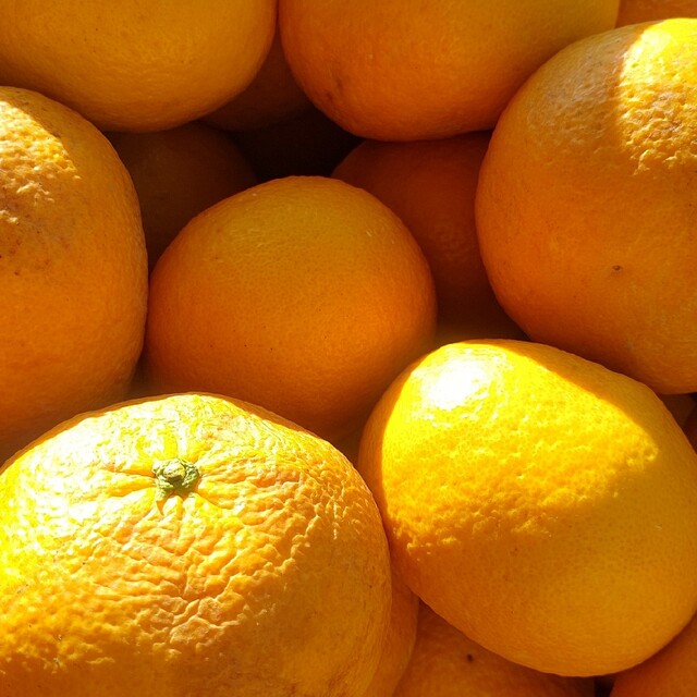 和歌山産柑橘類一箱10kg 食品/飲料/酒の食品(フルーツ)の商品写真