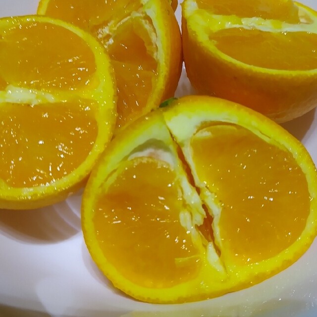 和歌山産柑橘類一箱10kg 食品/飲料/酒の食品(フルーツ)の商品写真