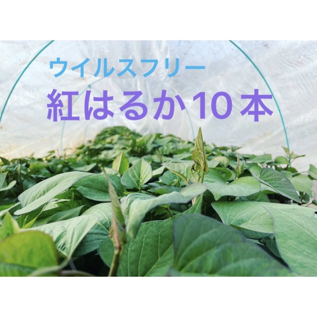 さつまいも苗】紅はるか 10本 ウイルスフリーの通販 by りー's shop