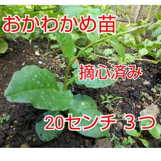 【今が植え時】おかわかめ抜き苗 ３つ(野菜)