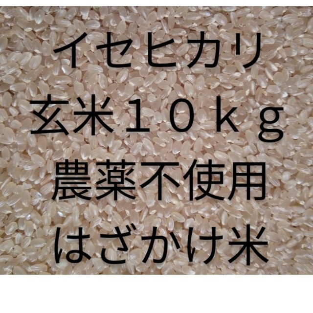 イセヒカリ　玄米　２０２２年産　１０ｋｇ　農薬不使用　天日干し　麹作り　送料無料食品/飲料/酒