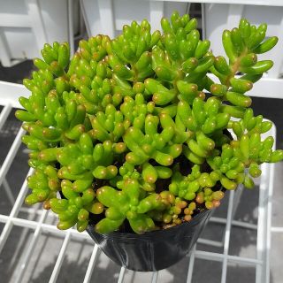 多肉植物　ばら撒き　虹の玉　9cmポット(その他)