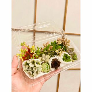 多肉植物　おまかせセット　カット苗＆抜き苗詰め合わせ　10〜15種(その他)