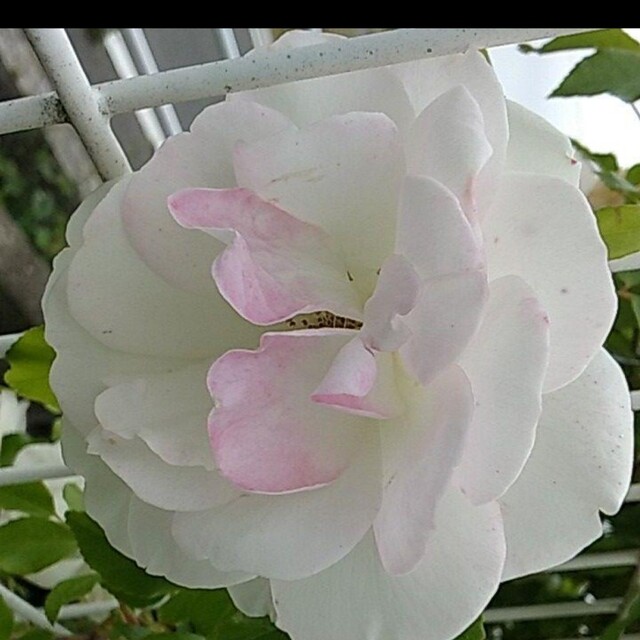 大輪～アイスバーグ　透明感のある薔薇　2本入りポット苗 ハンドメイドのフラワー/ガーデン(プランター)の商品写真