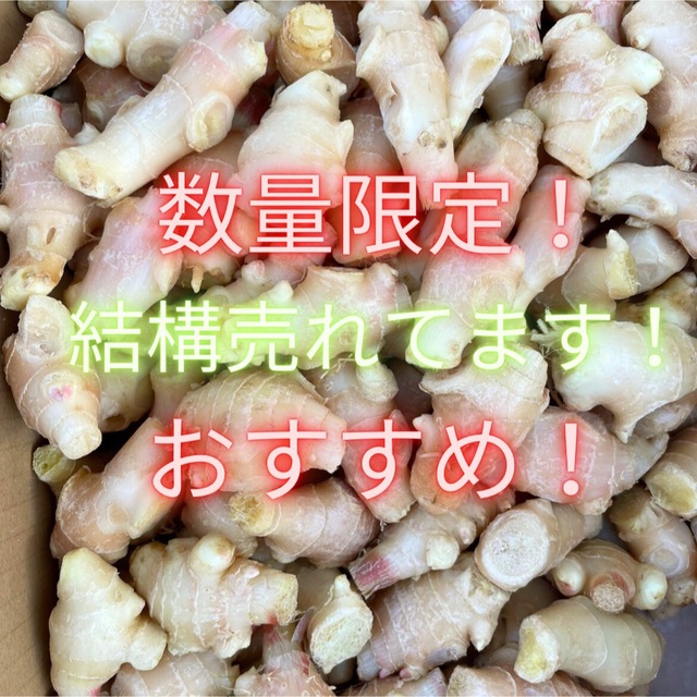 ‼️数量限定‼️大人気の新生姜　1キロ　04 食品/飲料/酒の食品(野菜)の商品写真