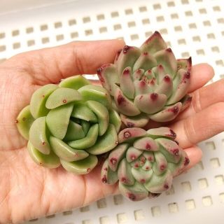 【専用です】多肉植物 ピンクハニー＆ホワイトローズ 韓国苗(その他)