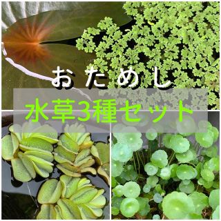 おためし水草セット　3種　(アクアリウム)