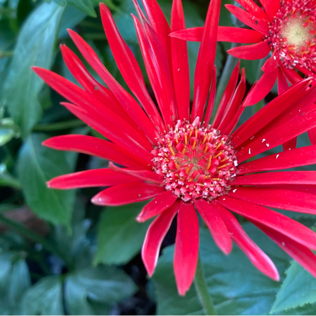 花の種　ガーベラ　サルビア　 ハンドメイドのフラワー/ガーデン(その他)の商品写真