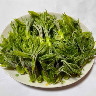 【本日発送】長野県産 天然 コシアブラ 100g こしあぶら 山菜(野菜)