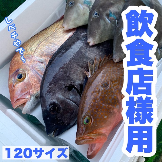 【????完売????】特上極み 中サイズ 瀬戸内 今治 鮮魚詰め合わせ