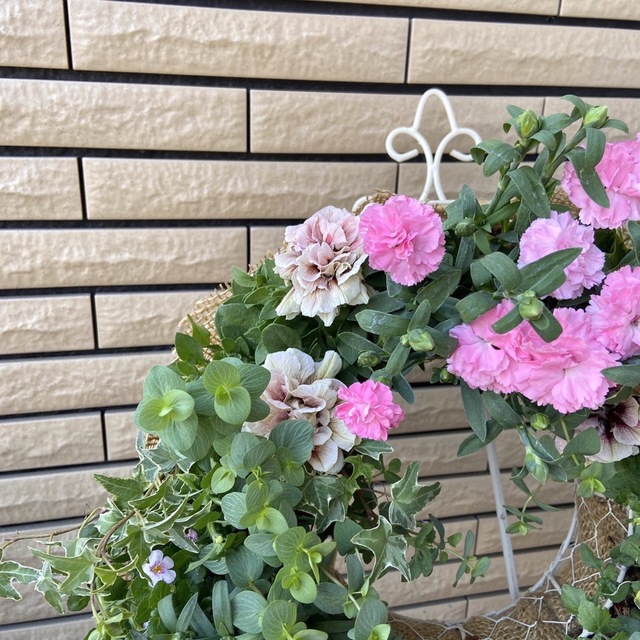 カーネーションとペチュニアの寄せ植えリース♡-