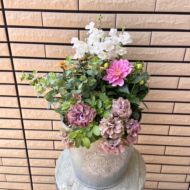 アンティークな鉢に明るい寄せ植え