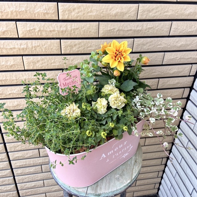 大きなダリアとペチュニアみどりのヴェールのナチュラルな寄せ植え