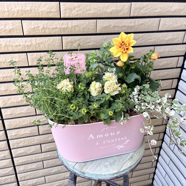 大きなダリアとペチュニアみどりのヴェールのナチュラルな寄せ植え