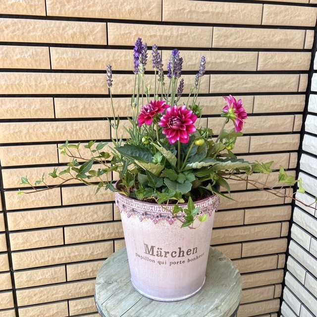 ピンクのおしゃれな鉢に大きなダリアの寄せ植え♪母の日まにあいます ...